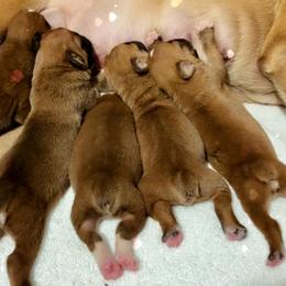 Boxer puppies from Vincent's Pride Boxers ~ Dudley's Dream Boxers