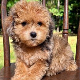 Teddy Bear-Miss Caroline - female Bernedoodle puppy in Paoli, Indiana from Brambleberry Doodles