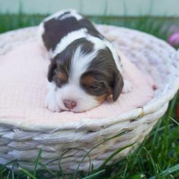 Kiwi Chocolate Tri Color - Chocolate female Cavalier King Charles Spaniel puppy in Nampa, Idaho from Heart Mountain Cavaliers & Floating Feathers Kennel