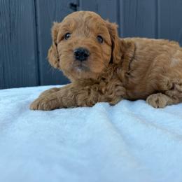 Red - Red  male Goldendoodle puppy in Rush, New York from Care Bear Puppies
