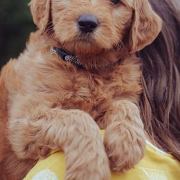 Goldendoodle Puppies from Abner Creek Doodles