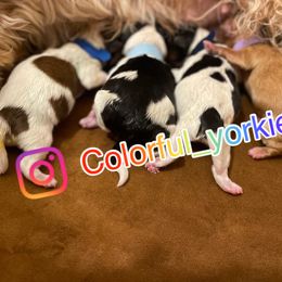 Yorkshire Terrier puppies from Colorful Yorkies