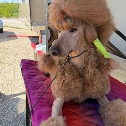 Versailles - Poodle
