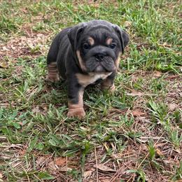 Grace Kelly - Blue tri-color female Bulldog puppy in Lakeland, Florida from Fur Love And Puppies