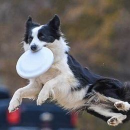 Border Collies from Mighty Border Collies