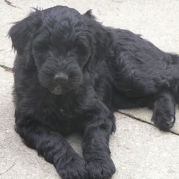Goldendoodles from Cody & Mikki's Babies