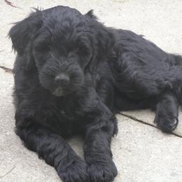 Goldendoodles from Cody & Mikki's Babies