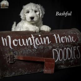 Bashful - Black male Australian Labradoodle puppy in Cashmere, Washington from Mountain Home Doodles