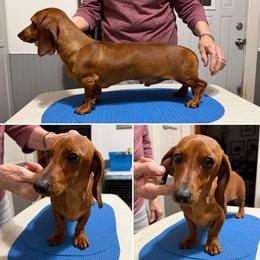 Carl - Red male Dachshund puppy in Fond Du Lac, Wisconsin from Clucking Homestead Springers & Dachshunds