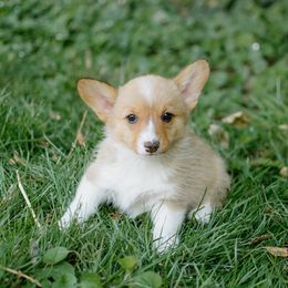 Clucky - Sable female Pembroke Welsh Corgi puppy in Oak City, Utah from Shells’ Corgis