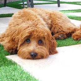 Goldendoodle Puppies from Sunnydoodle Utah