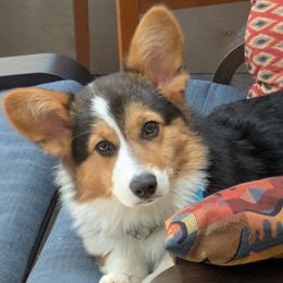 Mulan now Maddie - Black and tan female Pembroke Welsh Corgi puppy in Charleston, West Virginia from Lone Pine Corgis