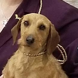 Glory - Dachshund