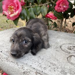 Boy 1 - Cream Dachshund puppy in Washington, North Carolina from Elegant Dachshunds-Eledox