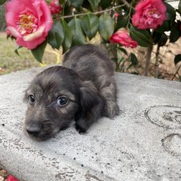 Boy 1 - Cream Dachshund puppy in Washington, North Carolina from Elegant Dachshunds-Eledox
