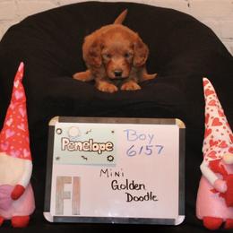 Goldendoodle and Poodle Puppies from Partridge Doodles and Poodles