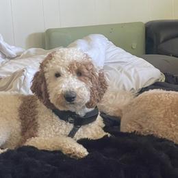 Goldendoodles from Megan Morrow