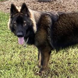 German Shepherds from Rosado's German Shepherd Puppies