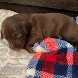 German Shorthaired Pointers from Mercedes Belli's German Shorthaired Pointers