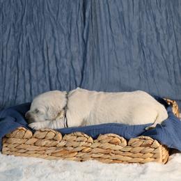 Yukon - Light golden male Golden Retriever puppy in Payette, Idaho from Stonewick Retrievers
