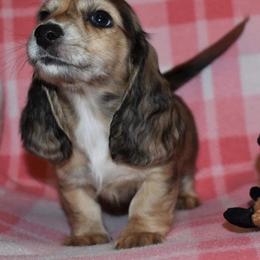 Dachshund Puppies from Desert Horizon Dachshunds