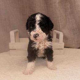 Snickers - Tri-color female Bernedoodle puppy in Luana, Iowa from Country View Bernedoodles and Goldendoodles