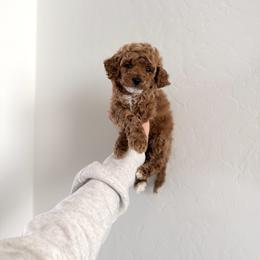 Neve - Red  male Poodle puppy in Queen Creek, Arizona from Poised Poodles