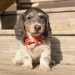 Sterling - Piebald male Dachshund puppy in Duncanville, Alabama from Bear Creek