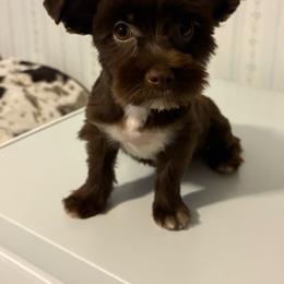 Krash - Chocolate, tan and white male Yorkshire Terrier puppy in Lamar, Missouri from RJ’S Classy Yorkies