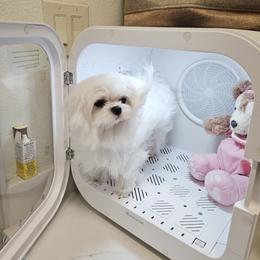 Maltese Puppies from Made to Love Maltese LLC