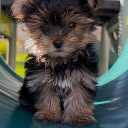 Eros - Black and tan male Yorkshire Terrier puppy in San Diego, California from BC Breeders Association