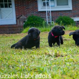 Labrador Retriever Puppies from Puzzles Labradors