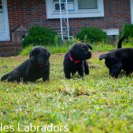 Labrador Retriever Puppies from Puzzles Labradors
