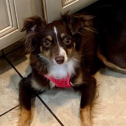 Tinkerbell - Miniature American Shepherd