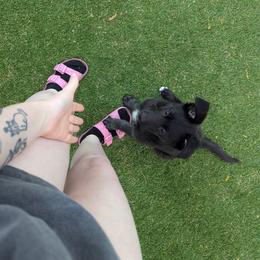 Midnight - Black female German Shepherd puppy in Yuba City, California from Barton’s German Shepherds