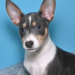 Onyx...Tri blue male 3,1 - Blue cream and white male Basenji puppy in Eugene, Oregon from Basenji Puppies