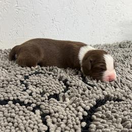 Wild Bill - Red & white male Australian Shepherd puppy in Smithfield, Utah from C&C Ranch