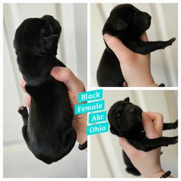 Girl 6 - Black female Great Dane puppy in Doylestown, Ohio from Dana's Danes