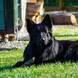 Radar - German Shepherd