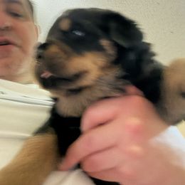 Green boy - Black and mahogany male Rottweiler puppy in Colorado Springs, Colorado from Von Locher Rotties