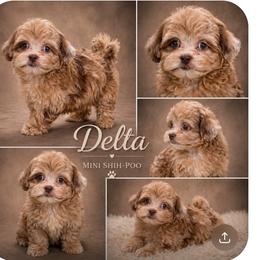 Sandoval Puppy - Merle female Shihpoo puppy in Delphos, Ohio from Route 66 Poodles & Doodles, Sapphire Shih-tzu's of Ohio