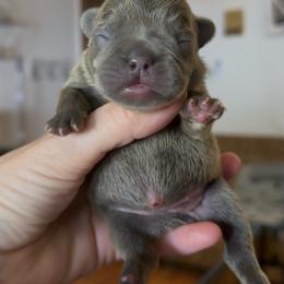 Blue Brindle Girl - Brindle female French Bulldog puppy in Gulf Breeze, Florida from SW Frenchies
