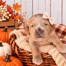 Tayter - Red  female Goldendoodle puppy in Atwood, Oklahoma from Luxe Doodle Haven