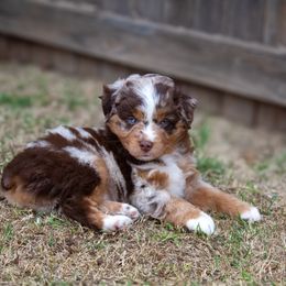 Miniature Australian Shepherd and Toy Australian Shepherd Puppies from Outland Toy & Mini Aussies