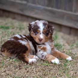 Miniature Australian Shepherd and Toy Australian Shepherd Puppies from Outland Toy & Mini Aussies