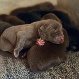 Green - Chocolate male Labrador Retriever puppy in Millville, New Jersey from Creekside Canines