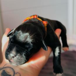 Kazimir - Black male Cane Corso puppy in Houston, Texas from Mortaio Cane Corso