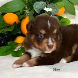 Flare - Red tri-color male Australian Shepherd puppy in Ranger, Texas from Outback Mini Aussies