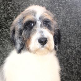 Jackson- Boy 3 - Blue merle Aussiedoodle puppy in Stokesdale, North Carolina from His and Hers Poodles and Doodles