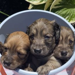 Dachshund Puppies from Faith Ann's Dachshunds